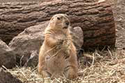 小諸市動物園のオグロプレーリードッグ